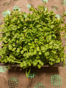 Pikanter Microgreens-Mix im Schälchen
