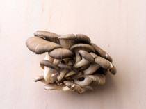 Austernpilze
