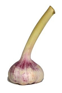 Frischer Knoblauch