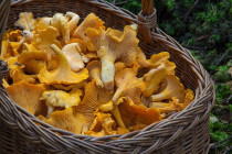 Pfifferlinge