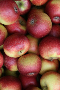Apfel - Ingrid Marie -