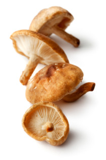 Shiitake-Pilze