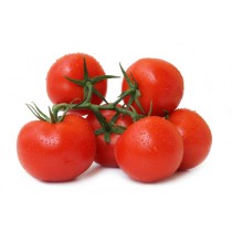 Strauch Tomaten 
