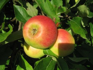 Apfel -Elstar 