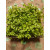 Pikanter Microgreens-Mix im Schälchen