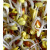 Mungobohnensprossen 125 g