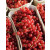 Rote Johannisbeeren