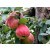 Apfel Delbar Estivale