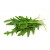 Rucola-Salat