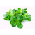 Feldsalat  80g - Schälchen