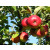 Apfel Red Jonaprince