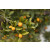 Satsumas Kal. 2-3 (Schale grün, Fleisch orange)