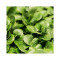 Feldsalat, lose (Freiland)