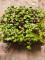 Pikanter Microgreens-Mix im Schälchen, Salatmix