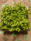 Pikanter Microgreens-Mix im Schälchen