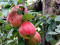 Apfel Delbar Estivale
