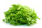 Endiviensalat