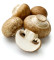 Steinchampignons