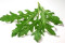 Rucola-Salat
