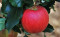 Apfel Gala