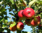Apfel Santana