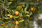Satsumas Kal. 2-3 (Schale grün, Fleisch orange)