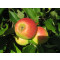Apfel Red Jonaprince