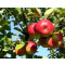 Apfel Red Jonaprince